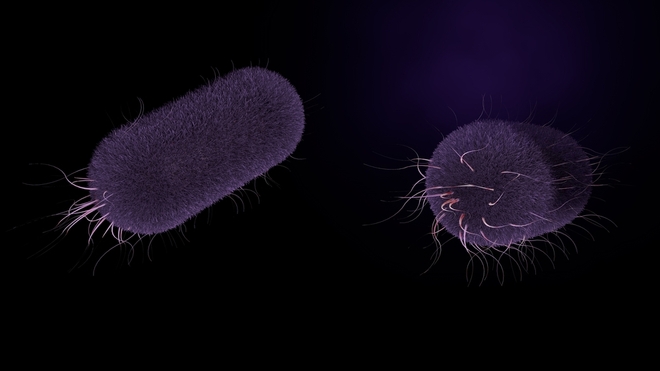 La Salmonella typhi est la bactérie responsable de la fièvre typhoïde (photo d'illustration)