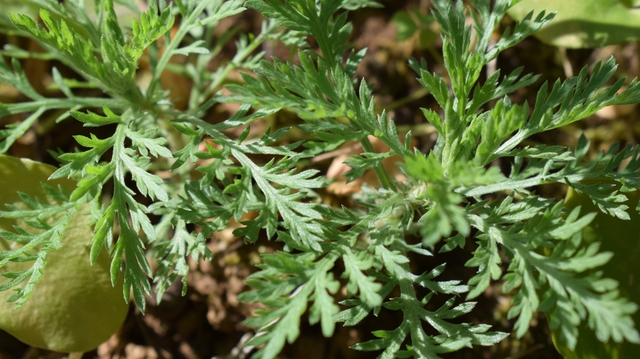 Artemisia, Eucalyptus... Le Maroc met en garde contre leur utilisation pour soigner le coronavirus