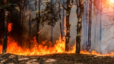 Algérie : Plusieurs hectares de forêts à Khenchela partent en fumée
