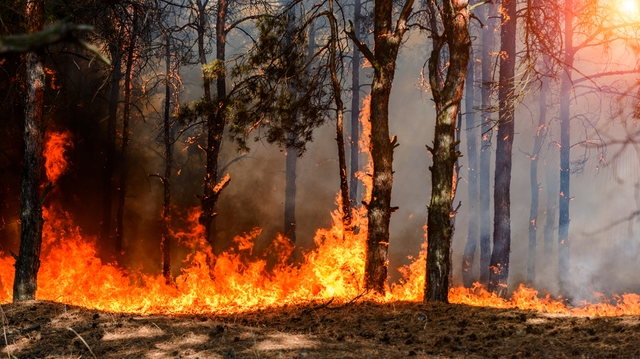 Algérie : Plusieurs hectares de forêts à Khenchela partent en fumée