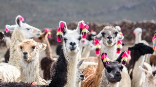 Et si le meilleur moyen de lutter contre le coronavirus venait... du lama ?