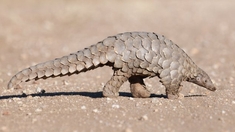 Le pangolin, un animal traqué et soupçonné de transmettre le coronavirus