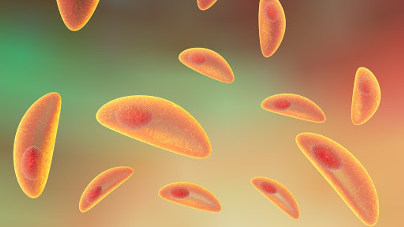 Femme enceinte attention à la toxoplasmose AlloDocteurs