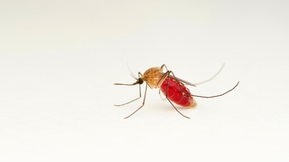 En Afrique, le paludisme risque de tuer plus que le Covid-19