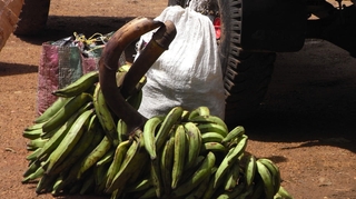 La banane plantain, un faux-fruit qui se consomme comme un féculent