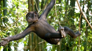 Variole du singe : Le Cameroun en état d'alerte après un premier cas mortel