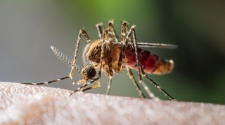 À Madagascar, le paludisme fait encore des victimes !