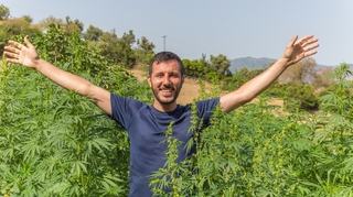 Cannabis : la loi marocaine bientôt assouplie ?