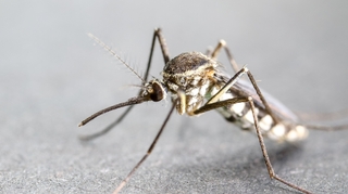 Paludisme en Afrique : voilà pourquoi les moustiques résistent aux insecticides