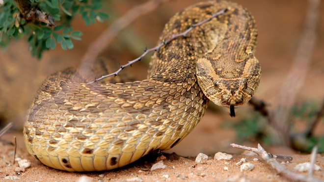 La vipère heurtante est l'un des serpents les plus répandus et les plus redoutables en Afrique