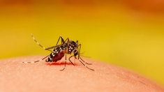 Dengue à Mayotte : La circulation du virus se poursuit