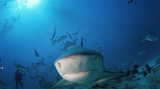La Réunion : Une application pour signaler et repérer les requins
