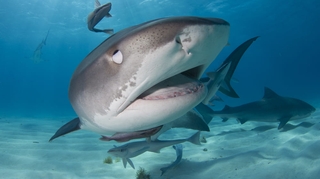 Attaque de requins : pourquoi les Réunionnais souffrent encore ?