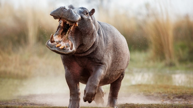 Hippopotame en Afrique : attention, grand danger !