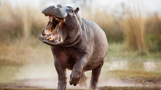 L'hippopotame est capable de charger à plus de 40 km/h
