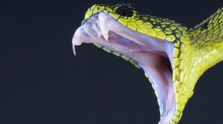 Les serpents tuent 30.000 personnes chaque année en Afrique