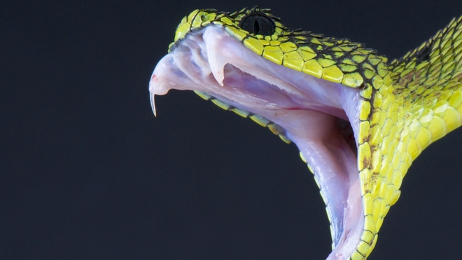 Atheris nitschei est une espèce de serpents de la famille des Viperidae