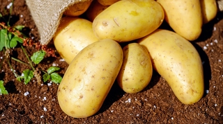 Pesticides interdits : 136 tonnes de pommes de terre détruites