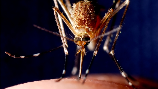 Paludisme au Bénin : la "saison" des moustiquaires dans tout le pays