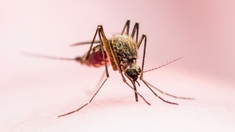 Chikungunya : Un grand pas vers un traitement ?