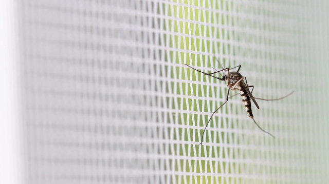 Paludisme : La résistance des moustiques aux insecticides, un nouveau défi burkinabé