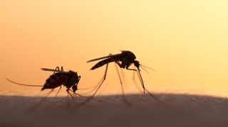 Fièvre jaune, dengue, Zika...  Le cauchemar des moustiques Aedes