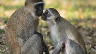 En Centrafrique, la variole du singe se propage toujours !