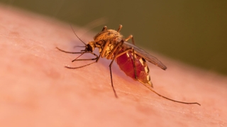 Burkina Faso : des moustiques génétiquement modifiés !