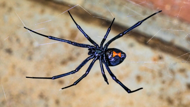 La veuve noire est l'une des araignées les plus dangereuses en Afrique 