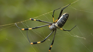 Les 5 espèces d'araignées les plus dangereuses d'Afrique 