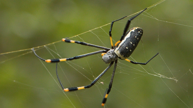 En Afrique, certaines araignée sont très dangereuses 