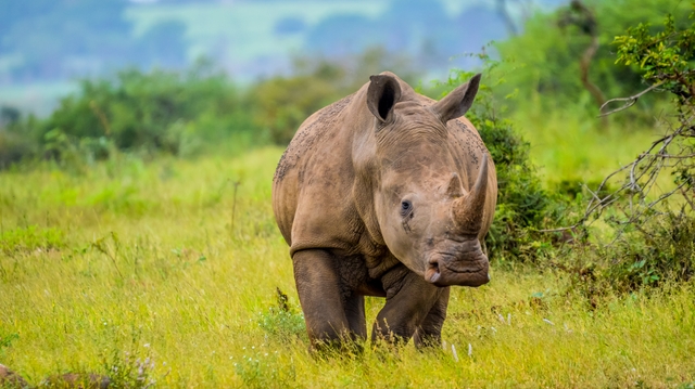 Journée mondiale du rhinocéros : un symbole africain menacé par le braconnage 