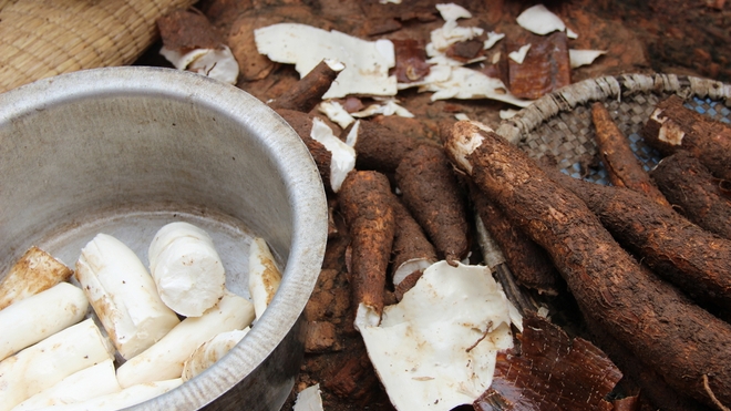 La culture du manioc est menacée par des maladies agricoles (Image d'illustration)