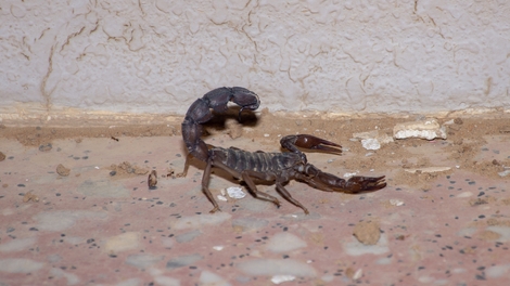 Après les intempéries, des scorpions envahissent le sud de l'Égypte