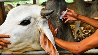 Santé animale : Le Cameroun détruit des milliers de doses de vaccins
