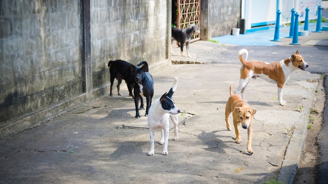 Les meutes de chiens se multiplient dans les rues du Maghreb