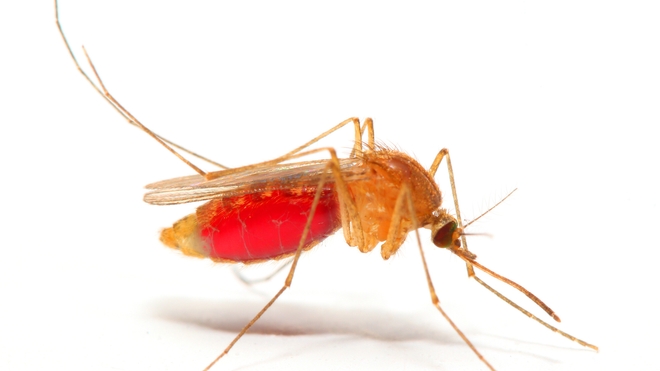 Certains moustiques infectés du genre Anophèles peuvent transmettre le paludisme (photo d'illustration)
