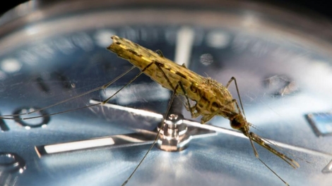 Les moustiques vecteurs du paludisme piqueraient souvent en journée, selon une étude