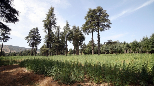 La production et la commercialisation du cannabis thérapeutique se précisent au Maroc