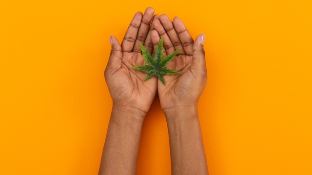 Un nouveau pays africain se lance dans le cannabis thérapeutique