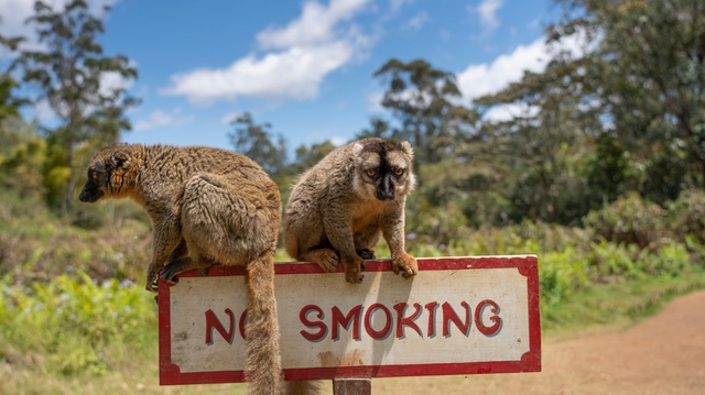 A Madagascar, la lutte antitabac s'offre un nouveau souffle