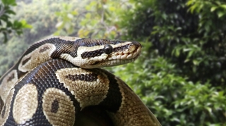 Les morsures de serpents inquiètent au Cameroun