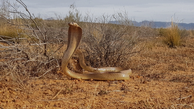 En Afrique du Sud, le Cape Cobra est un serpent très nerveux et agressif