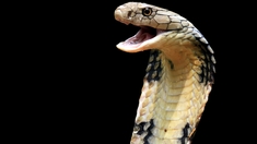Dr Armand Nkwescheu : “Le Cameroun lutte contre les envenimations par morsures de serpents“