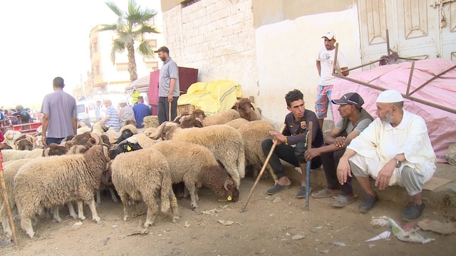 Maladies, âge... comment choisir un mouton en parfaite santé pour Aïd Al Adha 