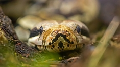 Pourquoi le garrot est déconseillé en cas de morsure de serpent