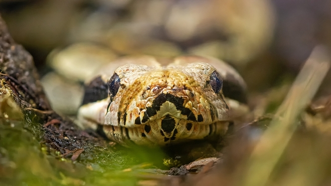 Gros plan sur un python royal, un serpent qu'on peut croiser au Cameroun