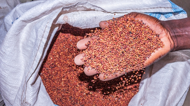 Sorgho, niébé, manioc... ces alternatives au blé en Afrique