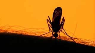 Dengue : plusieurs cas au Mali, comment éviter la maladie ?
