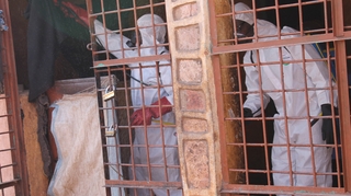 Au Mali, la prise en charge sanitaire en milieu carcéral reste un défi